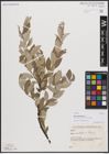 Foto von Salix cantabrica Rech. f.